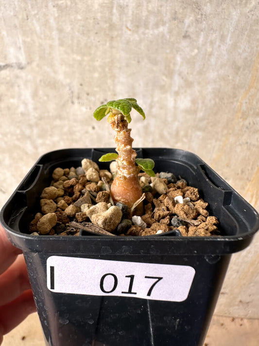 【現品限り】ドルステニア・ギガス 実生【I17】 Dorstenia gigas