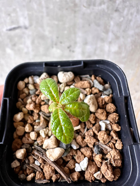 【現品限り】ドルステニア・ギガス 実生【I17】 Dorstenia gigas