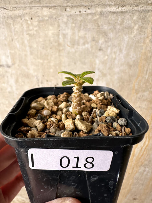 【現品限り】ドルステニア・ギガス 実生【I18】 Dorstenia gigas