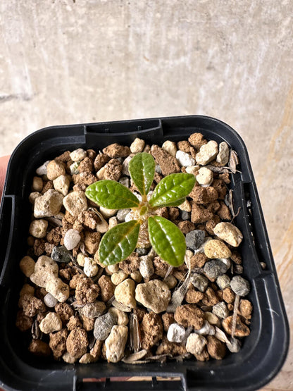 【現品限り】ドルステニア・ギガス 実生【I18】 Dorstenia gigas