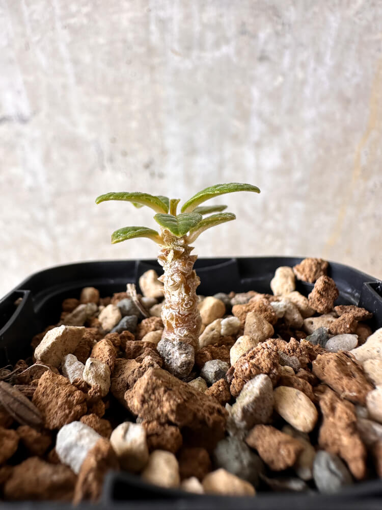 【現品限り】ドルステニア・ギガス 実生【I18】 Dorstenia gigas