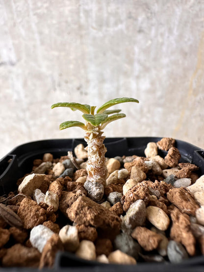 【現品限り】ドルステニア・ギガス 実生【I18】 Dorstenia gigas