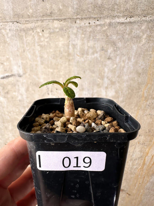 【現品限り】ドルステニア・ギガス 実生【I19】 Dorstenia gigas