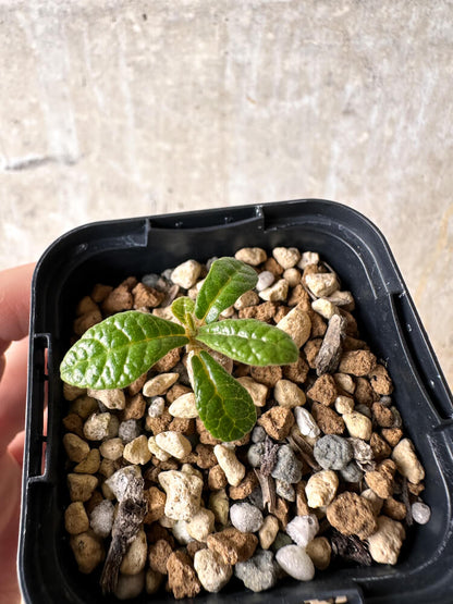 【現品限り】ドルステニア・ギガス 実生【I19】 Dorstenia gigas