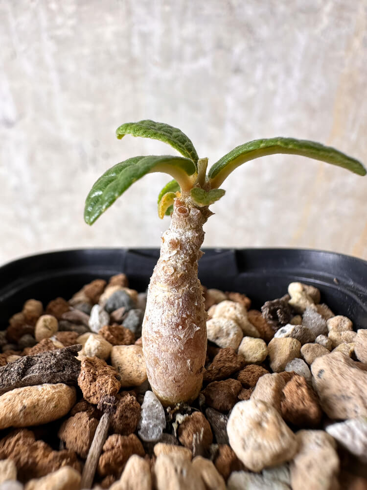 【現品限り】ドルステニア・ギガス 実生【I19】 Dorstenia gigas