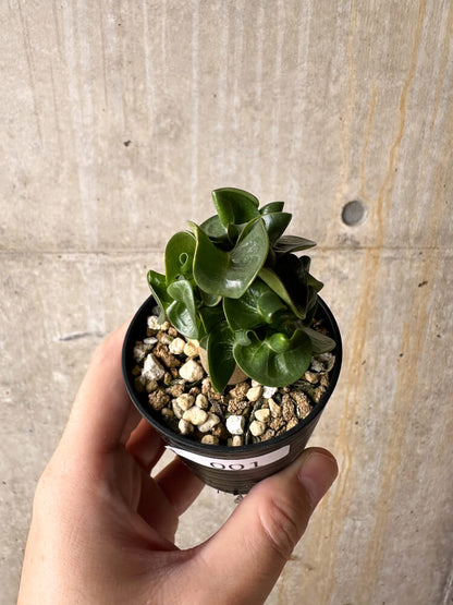 【現品限り】アデニウム・DHA 葉巻【I1】 Adenium DHA
