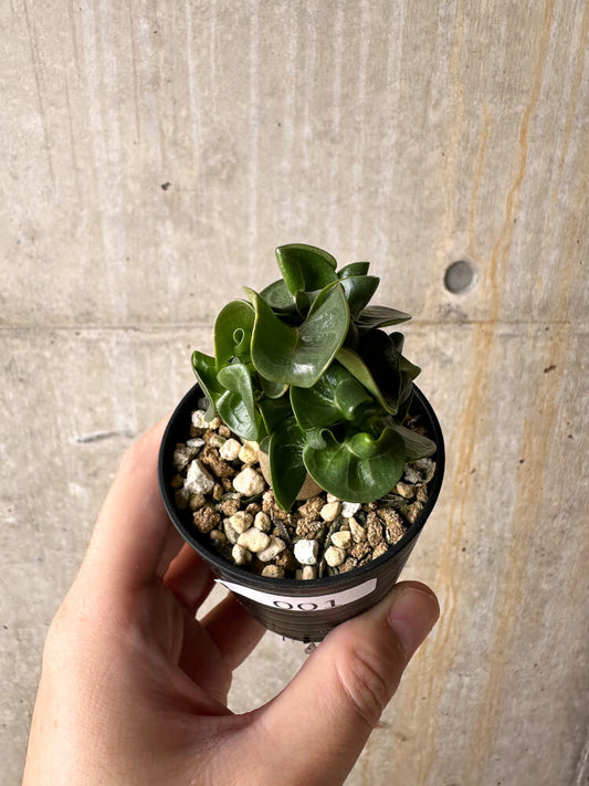 【現品限り】アデニウム・DHA 葉巻【I1】 Adenium DHA