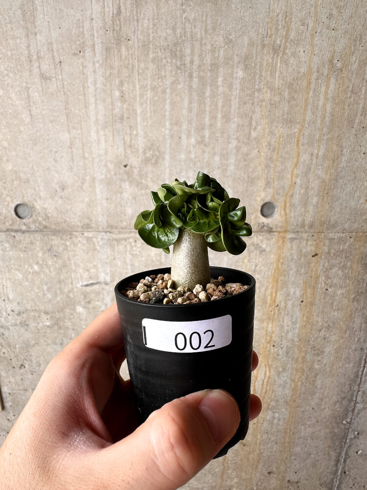 【現品限り】アデニウム・DHA 葉巻【I2】 Adenium DHA