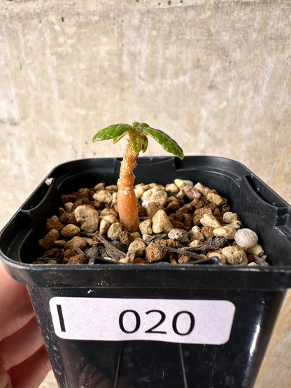 【現品限り】ドルステニア・ギガス 実生【I20】 Dorstenia gigas