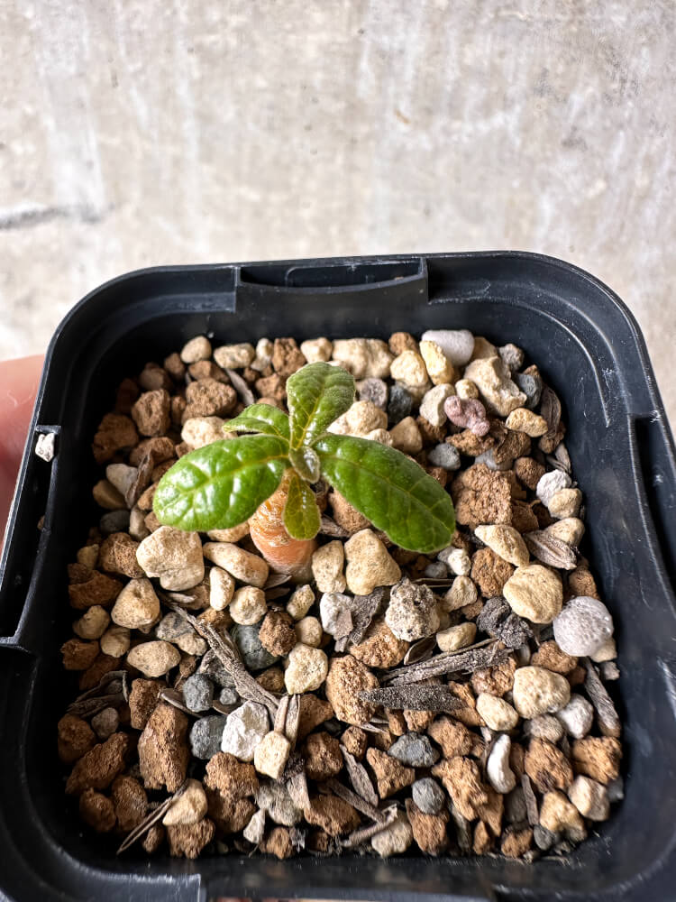 【現品限り】ドルステニア・ギガス 実生【I20】 Dorstenia gigas