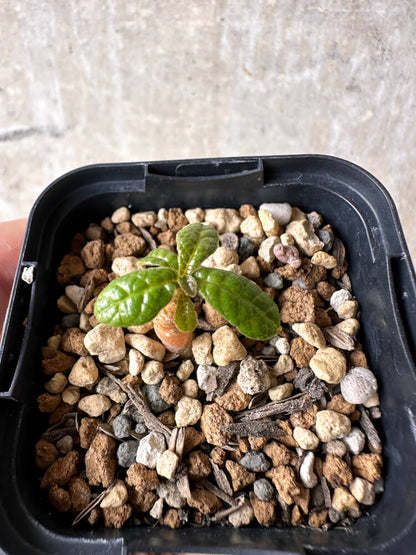 【現品限り】ドルステニア・ギガス 実生【I20】 Dorstenia gigas