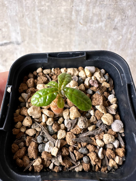 【現品限り】ドルステニア・ギガス 実生【I20】 Dorstenia gigas