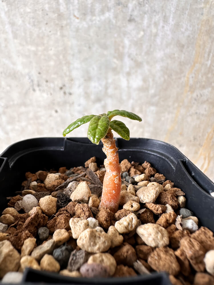 【現品限り】ドルステニア・ギガス 実生【I20】 Dorstenia gigas