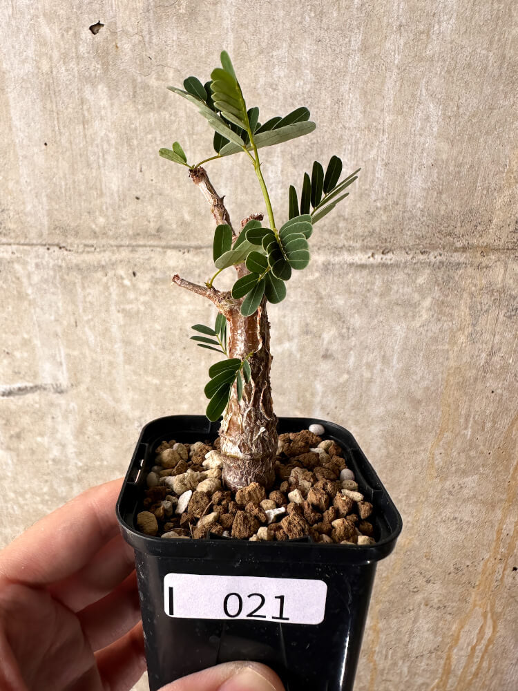 【現品限り】センナ・メリディオナリス 実生【I21】 Senna meridionalis