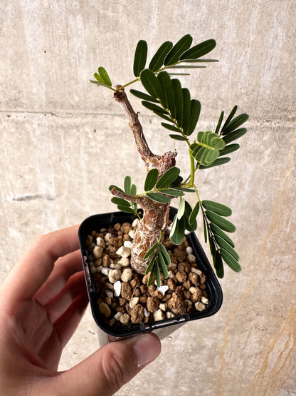 【現品限り】センナ・メリディオナリス 実生【I21】 Senna meridionalis