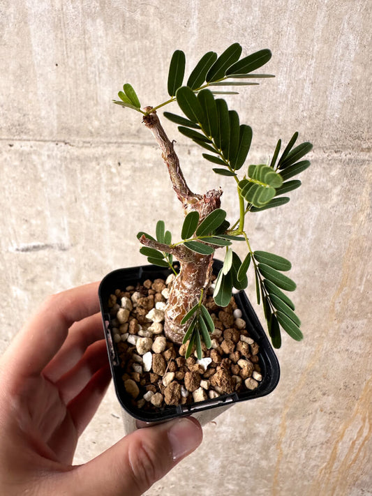 【現品限り】センナ・メリディオナリス 実生【I21】 Senna meridionalis