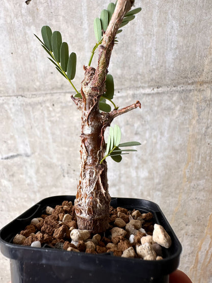 【現品限り】センナ・メリディオナリス 実生【I21】 Senna meridionalis