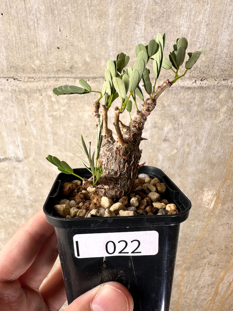 【現品限り】センナ・メリディオナリス 実生【I22】 Senna meridionalis