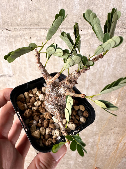 【現品限り】センナ・メリディオナリス 実生【I22】 Senna meridionalis