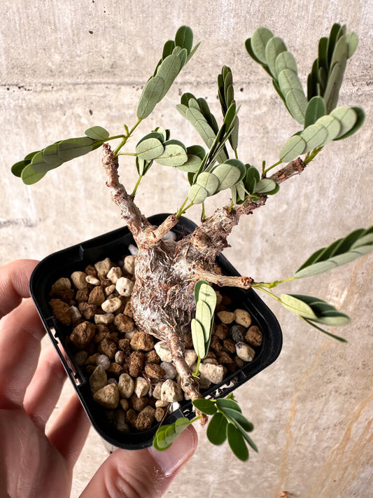 【現品限り】センナ・メリディオナリス 実生【I22】 Senna meridionalis