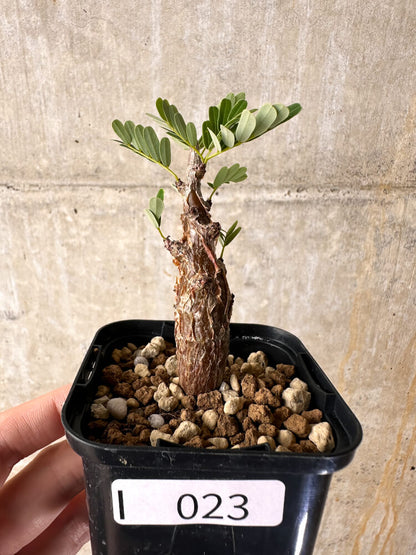 【現品限り】センナ・メリディオナリス 実生【I23】 Senna meridionalis