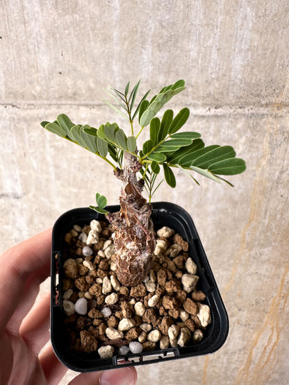 【現品限り】センナ・メリディオナリス 実生【I23】 Senna meridionalis