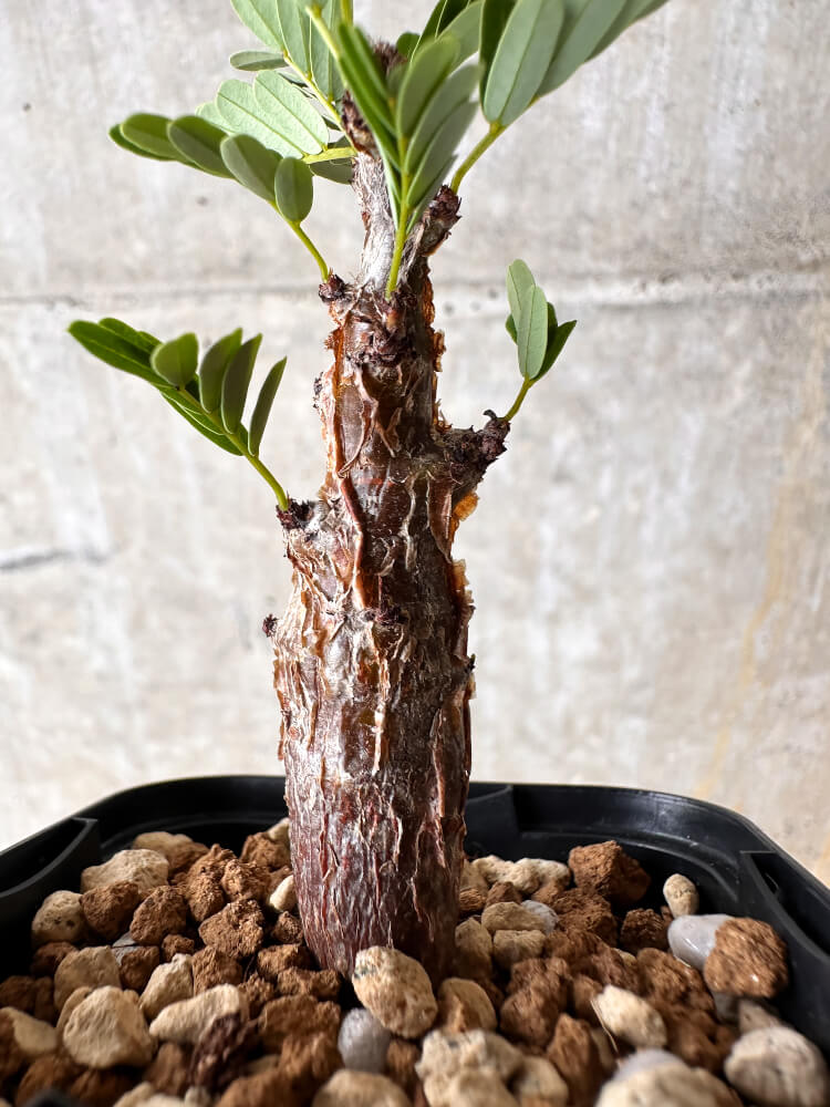 【現品限り】センナ・メリディオナリス 実生【I23】 Senna meridionalis