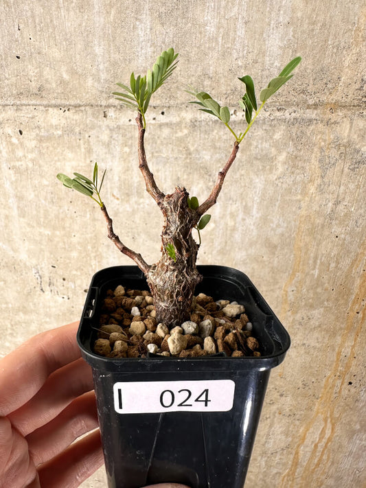 【現品限り】センナ・メリディオナリス 実生【I24】 Senna meridionalis