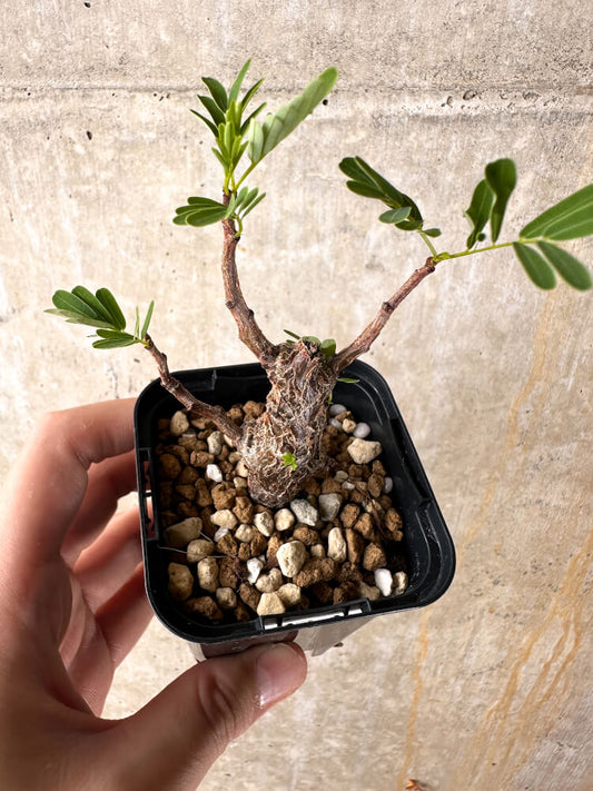 【現品限り】センナ・メリディオナリス 実生【I24】 Senna meridionalis