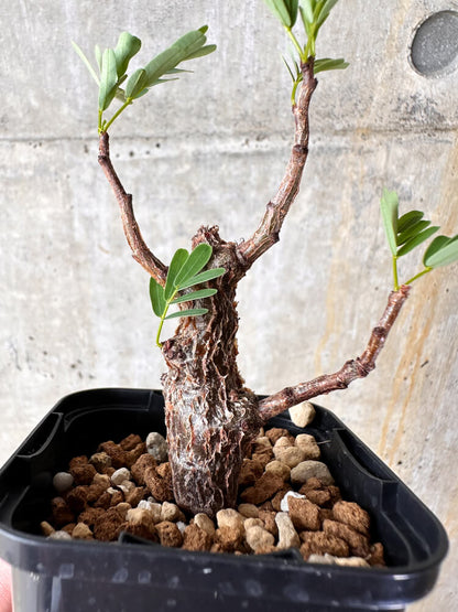 【現品限り】センナ・メリディオナリス 実生【I24】 Senna meridionalis