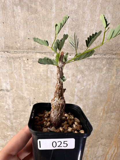 【現品限り】センナ・メリディオナリス 実生【I25】 Senna meridionalis