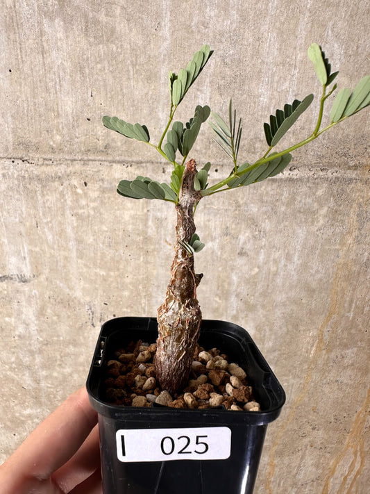 【現品限り】センナ・メリディオナリス 実生【I25】 Senna meridionalis