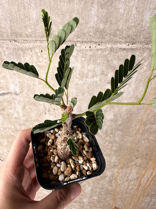 【現品限り】センナ・メリディオナリス 実生【I25】 Senna meridionalis