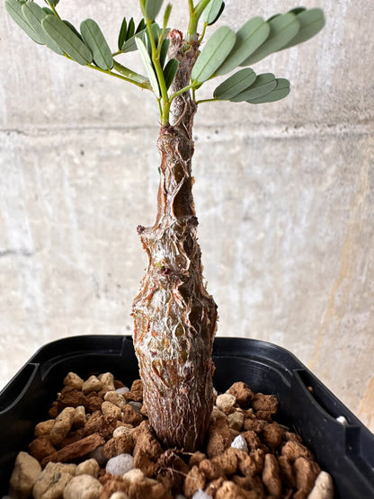 【現品限り】センナ・メリディオナリス 実生【I25】 Senna meridionalis