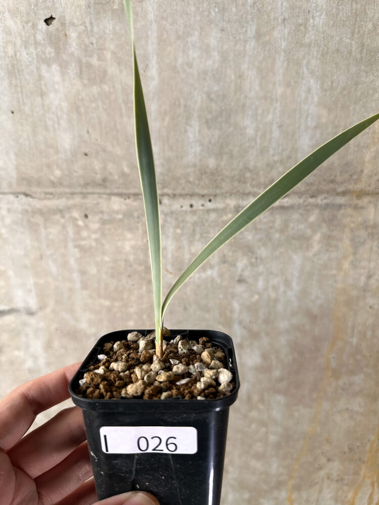 【現品限り】ブーファン・ディスティチャ【I26】 Boophane disticha