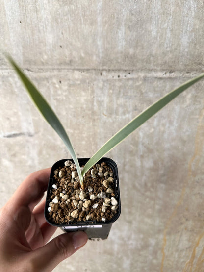 【現品限り】ブーファン・ディスティチャ【I26】 Boophane disticha