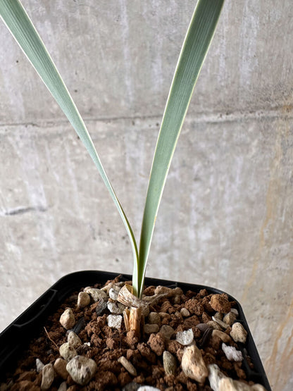 【現品限り】ブーファン・ディスティチャ【I26】 Boophane disticha