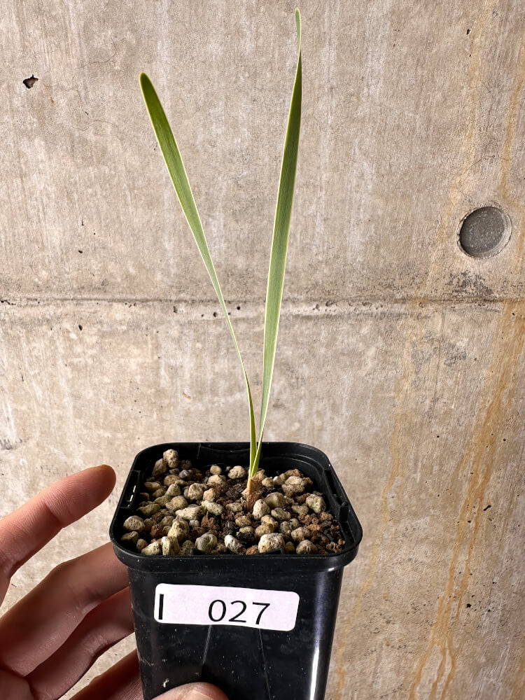 【現品限り】ブーファン・ディスティチャ【I27】 Boophane disticha