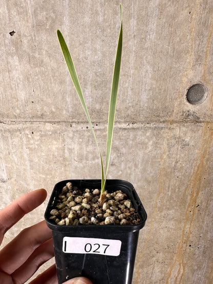 【現品限り】ブーファン・ディスティチャ【I27】 Boophane disticha