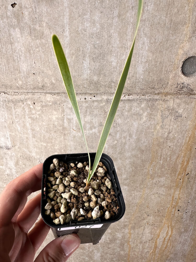 現品限り】ブーファン・ディスティチャ【I27】 Boophane disticha 塊根