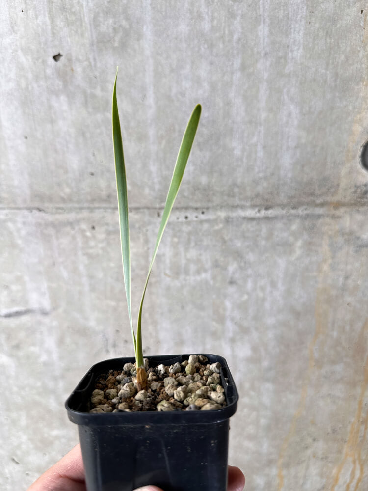 【現品限り】ブーファン・ディスティチャ【I27】 Boophane disticha