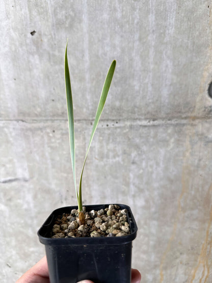 【現品限り】ブーファン・ディスティチャ【I27】 Boophane disticha