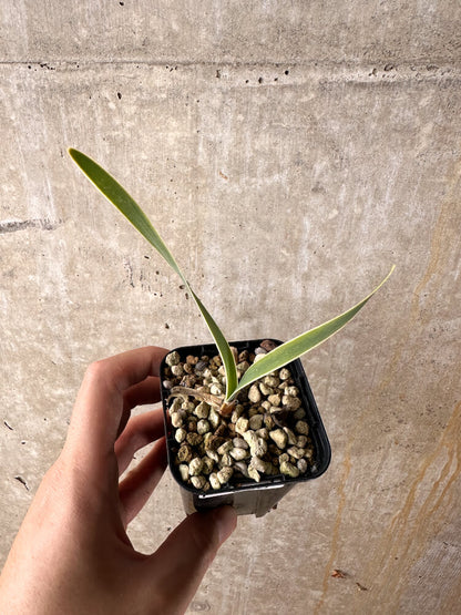 【現品限り】ブーファン・ディスティチャ【I28】 Boophane disticha