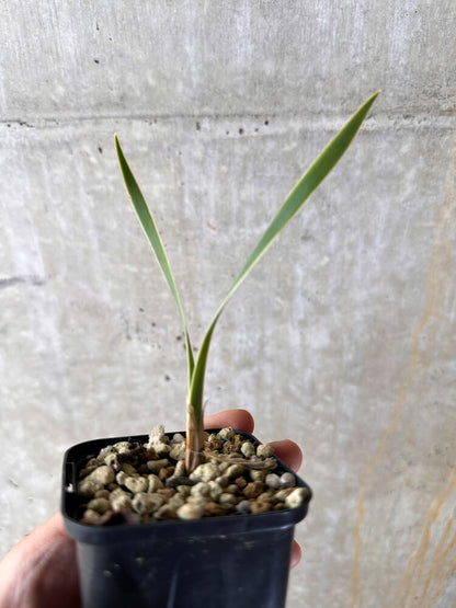 【現品限り】ブーファン・ディスティチャ【I28】 Boophane disticha