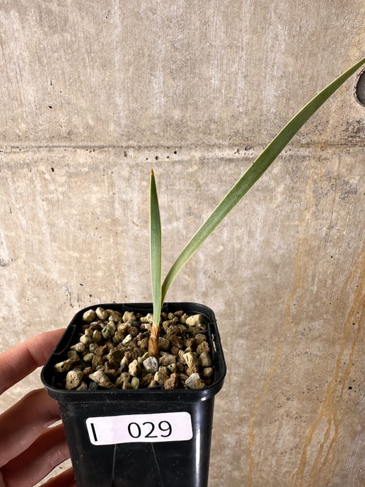 【現品限り】ブーファン・ディスティチャ【I29】 Boophane disticha