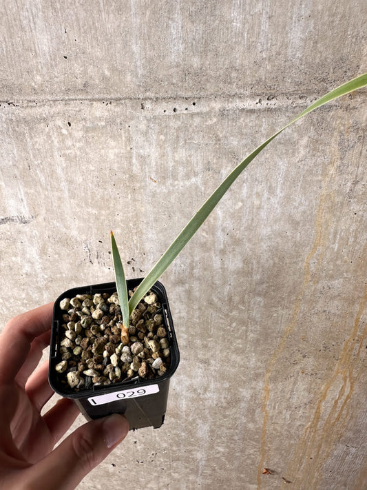 【現品限り】ブーファン・ディスティチャ【I29】 Boophane disticha