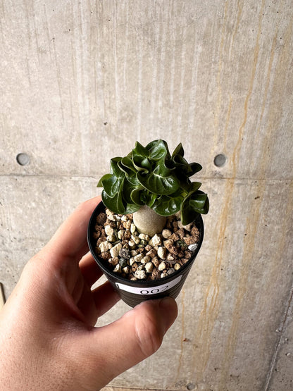 【現品限り】アデニウム・DHA 葉巻【I2】 Adenium DHA