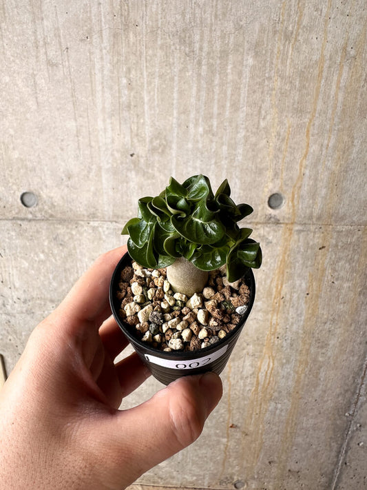 【現品限り】アデニウム・DHA 葉巻【I2】 Adenium DHA