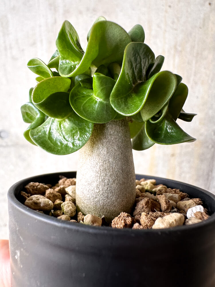 【現品限り】アデニウム・DHA 葉巻【I2】 Adenium DHA