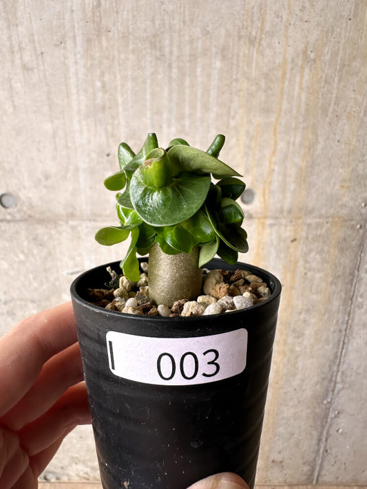 【現品限り】アデニウム・DHA 葉巻【I3】 Adenium DHA